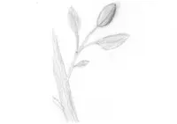 blooming_branch_01-fdcx
